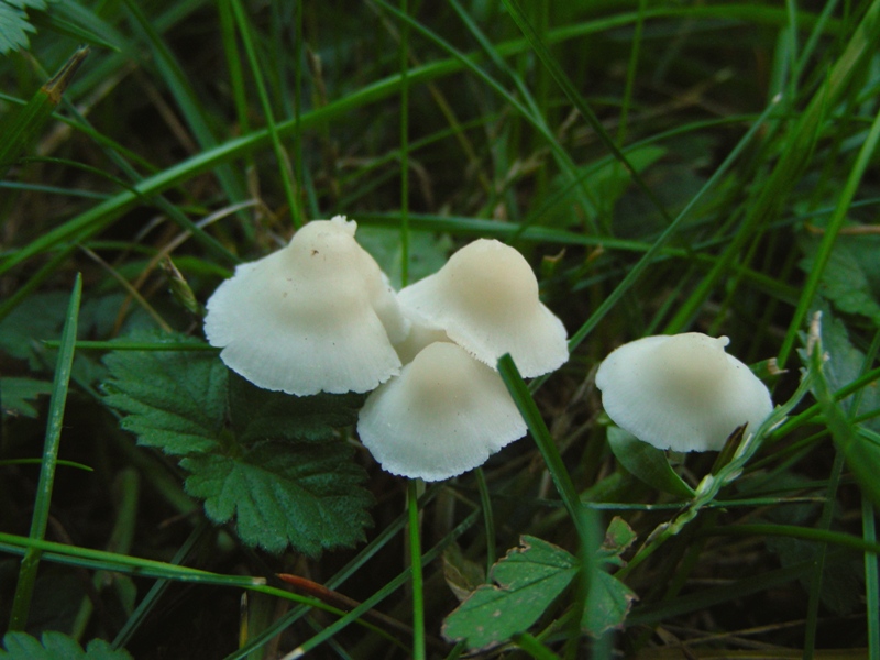 Giro nelle aiuole di medicina seconda parte